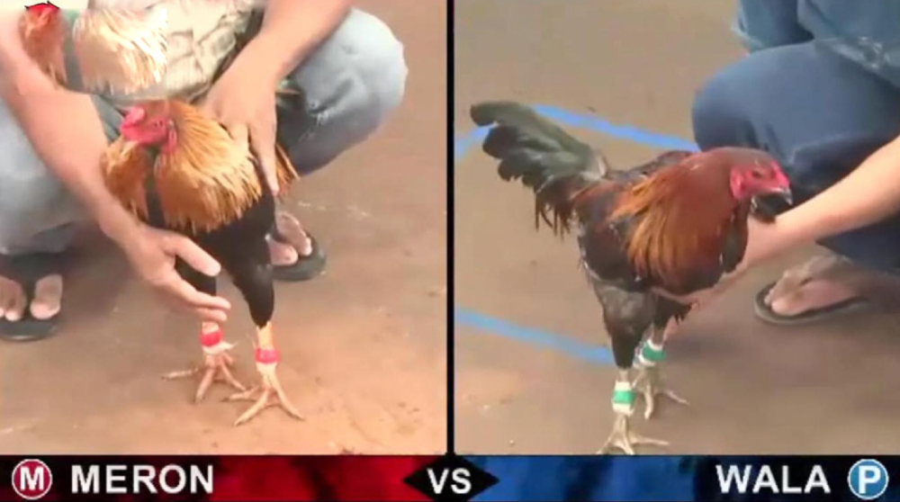 Người chơi chọn kèo Meron hoặc Wala để bắt đầu cá cược