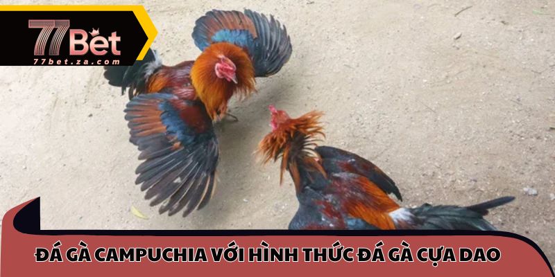 Đá gà campuchia với hình thức đá gà cựa dao